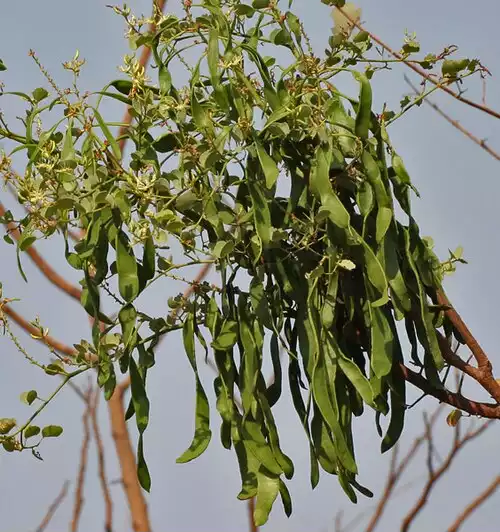 بهیمه