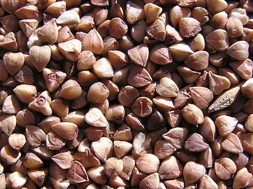 بلغور