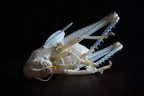 پوست اندازی