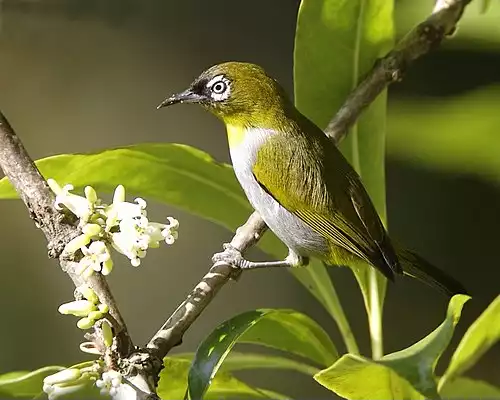 چشم سفید