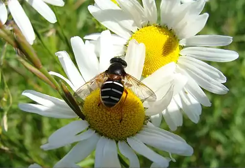 گرده افشانی