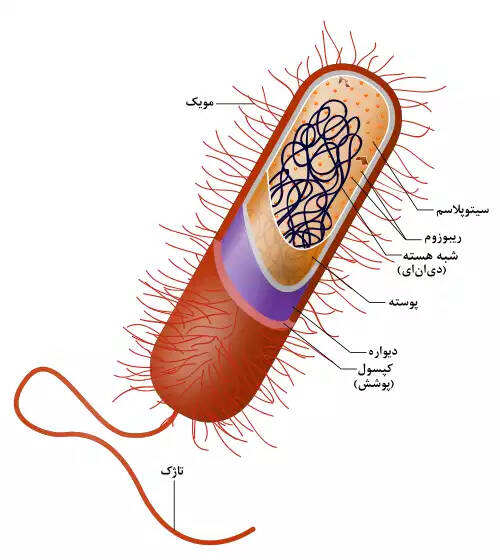 پوشینه یعنی چه؟