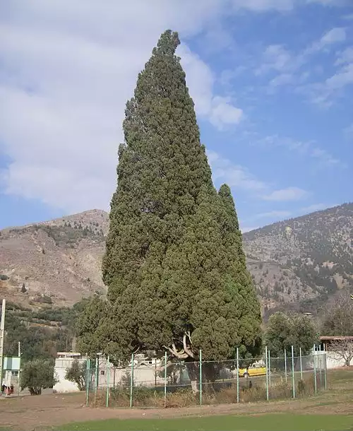 هرزویل