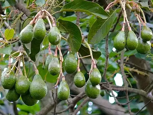 آووکادو