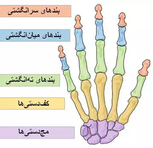 انگشت
