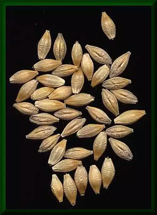 دانه