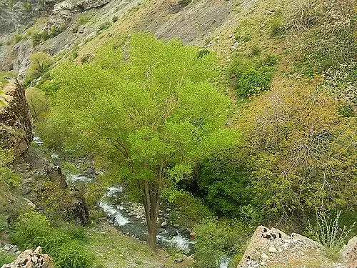 درکه