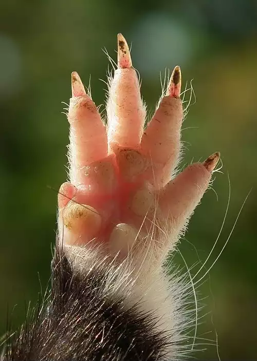 دست