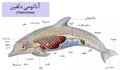 دلفین