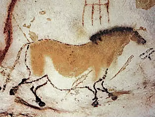 زرد