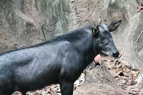 سرو