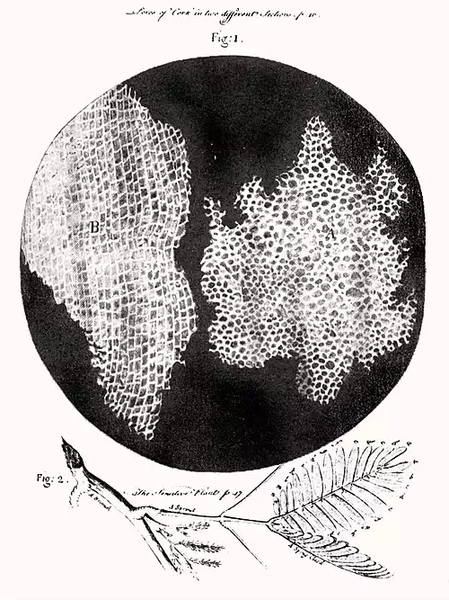 سلول