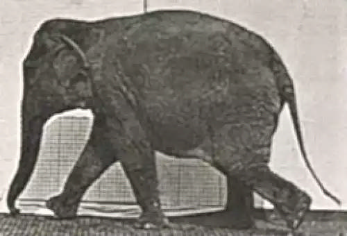 فیل