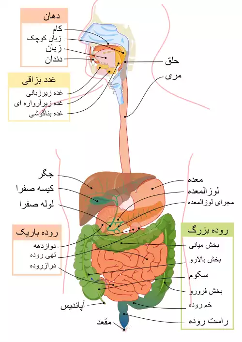 مری