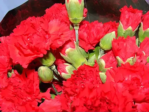 میخک
