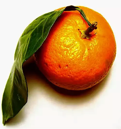 میوه