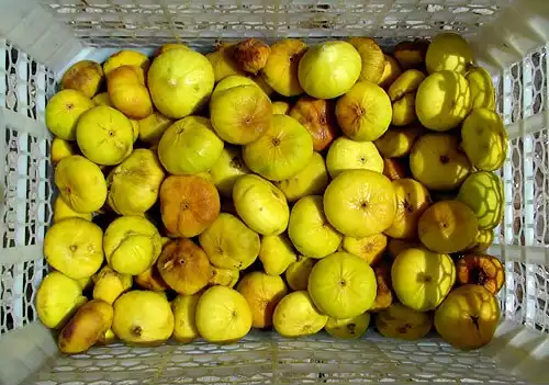 میوه