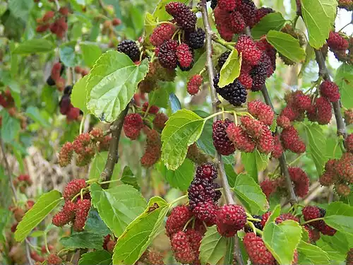 میوه