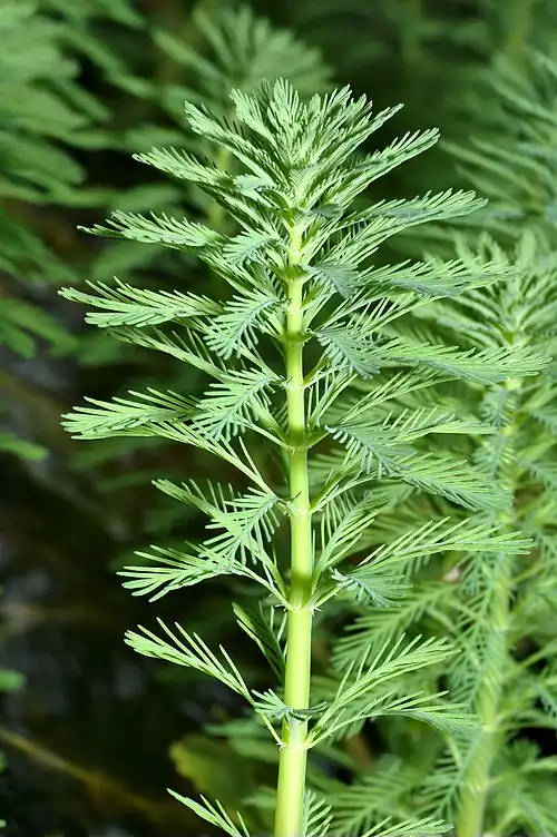 پرطاووسی