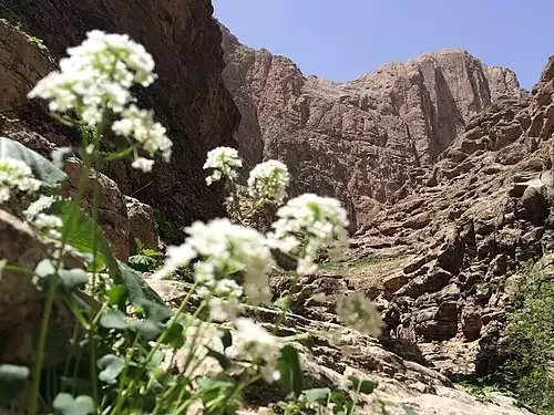 چناران