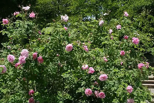 گل محمدی