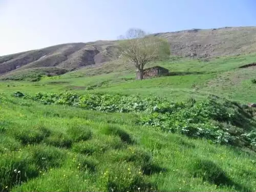هیر