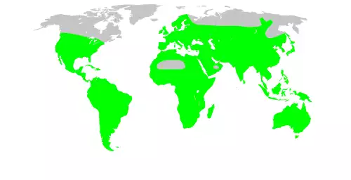بادنجانیان