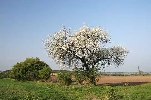 البالو