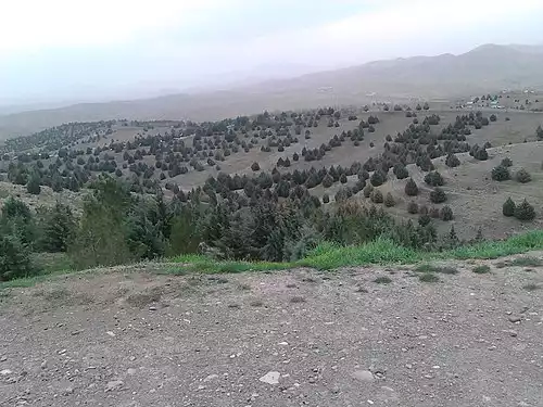 باراجین