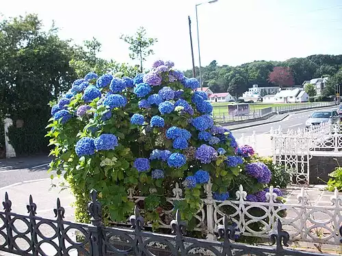 ادریسی