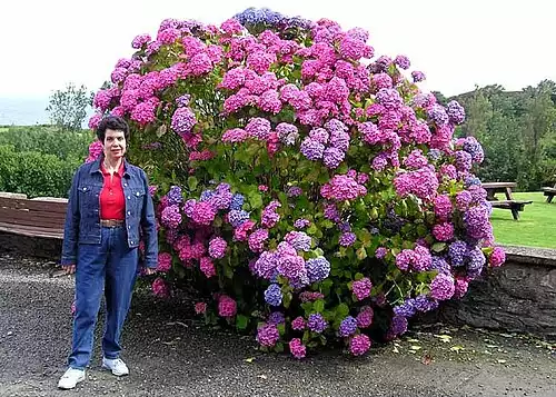 ادریسی