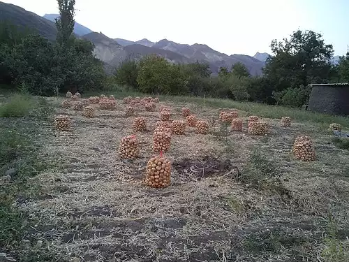جزوان