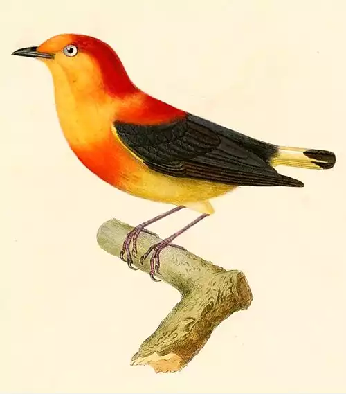 رنگینک