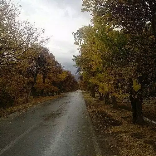 سعیدیه