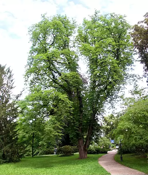 شاه بلوط هندی