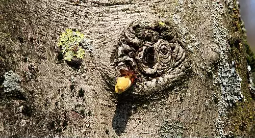 شاه بلوط هندی