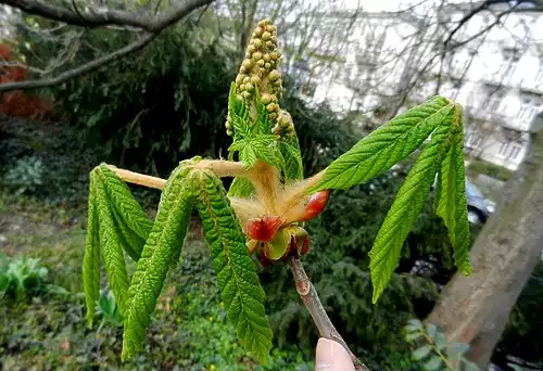 شاه بلوط هندی