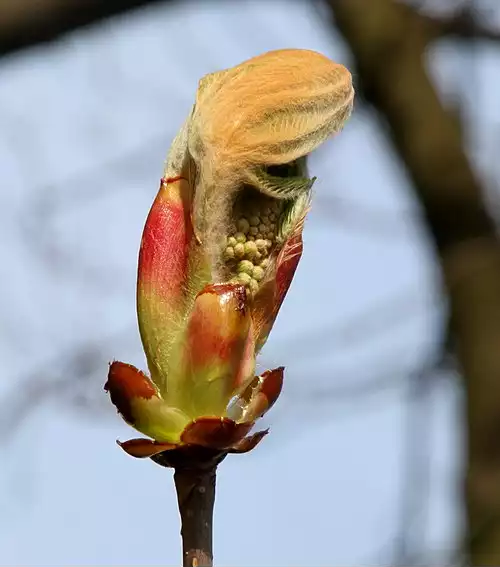 شاه بلوط هندی