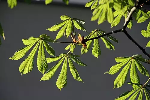 شاه بلوط هندی