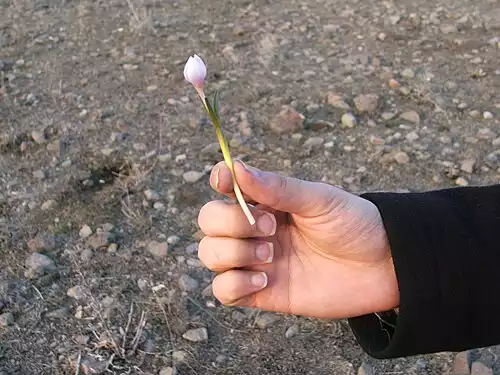 عین الدین