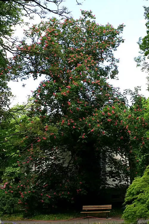 شاه بلوط هندیان