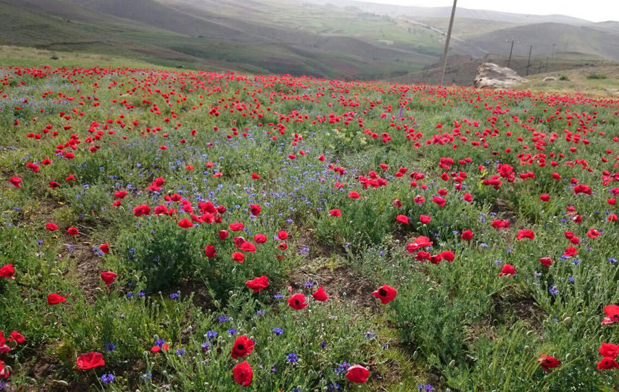 قاضی کند