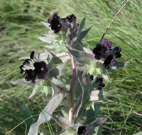 چشم گربه ای