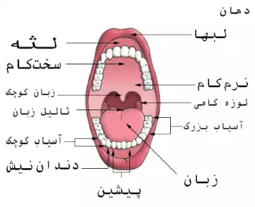 دندان پیش