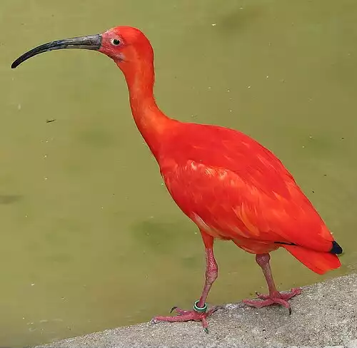 سرخ فام