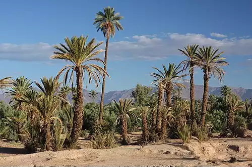 سکوره