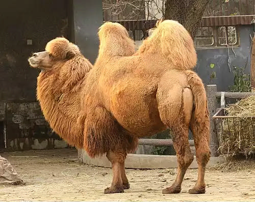 شتران