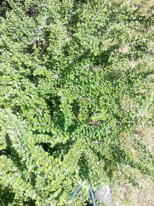 شیرخشت