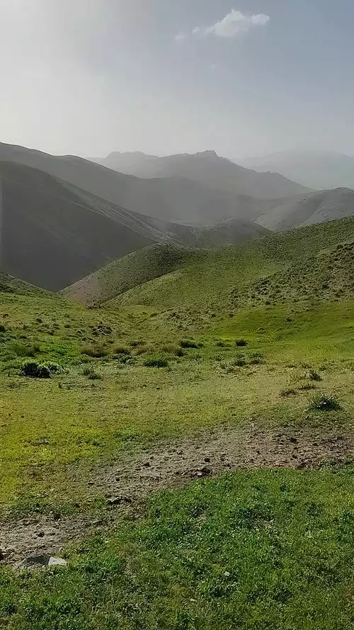 قهوج