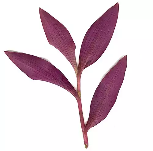 برگ بیدی